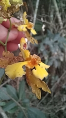 Gomesa ciliata