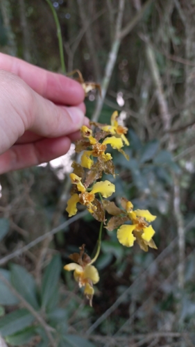 Gomesa ciliata, photograph 1