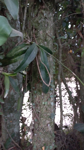 Gomesa ciliata, photograph 2