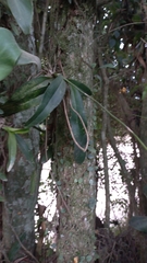 Gomesa ciliata, photograph JG, CC BY, iNaturalist via GBIF