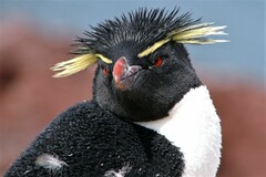 Southern Rockhopper Penguin photo 3