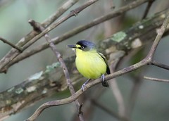 Todirostrum poliocephalum