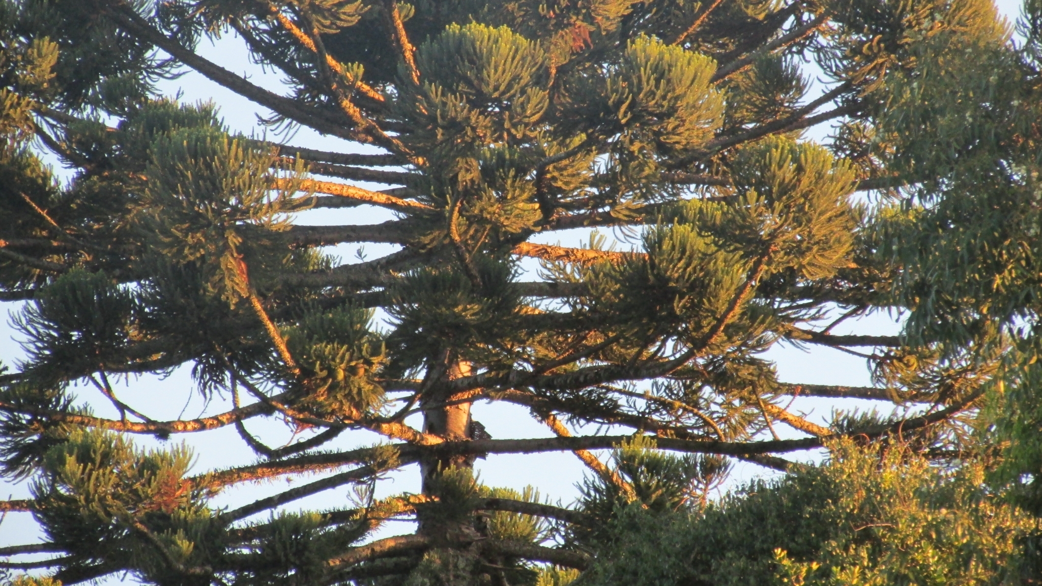 Araucaria angustifolia