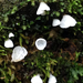 Rimbachia bryophila - Photo (c) Damon Tighe, μερικά δικαιώματα διατηρούνται (CC BY-NC)