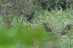 Pardirallus nigricans