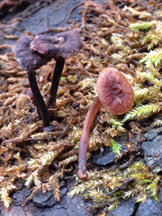 Micromphale arbuticola