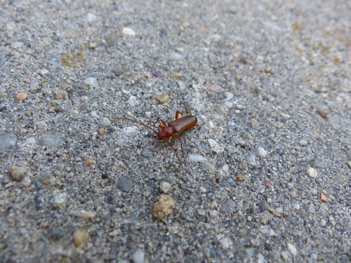 Tanbark Borer photo 3