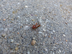 Phymatodes testaceus