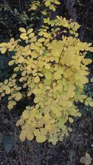 Fraxinus dipetala