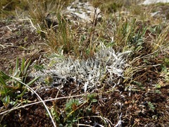 Thamnolia vermicularis vermicularis