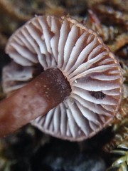 Micromphale arbuticola