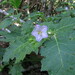 Solanum ditrichum - Photo (c) Tony Bean, algunos derechos reservados (CC BY-NC), subido por Tony Bean