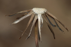 Achyrophorus laevigatus image