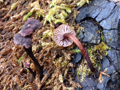 Micromphale arbuticola