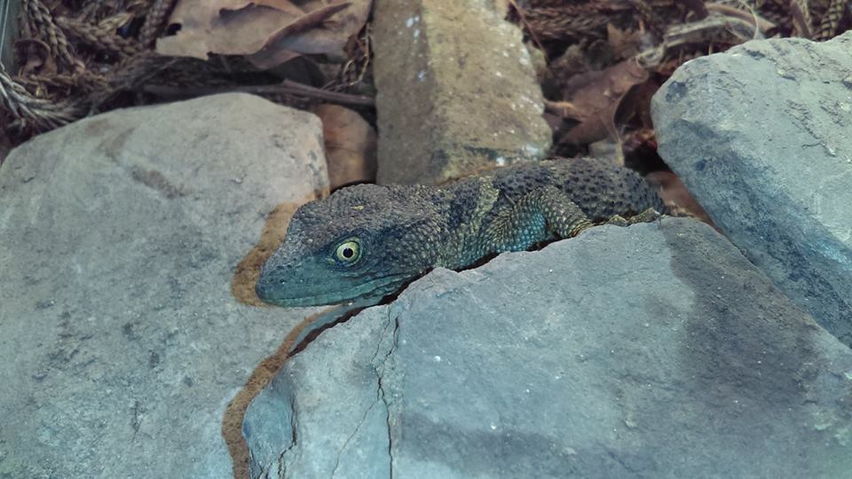 Newman's Knob-Scaled Lizard