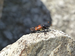 Nicrophorus marginatus