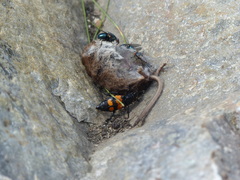 Nicrophorus hebes
