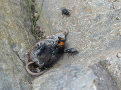 Nicrophorus hebes