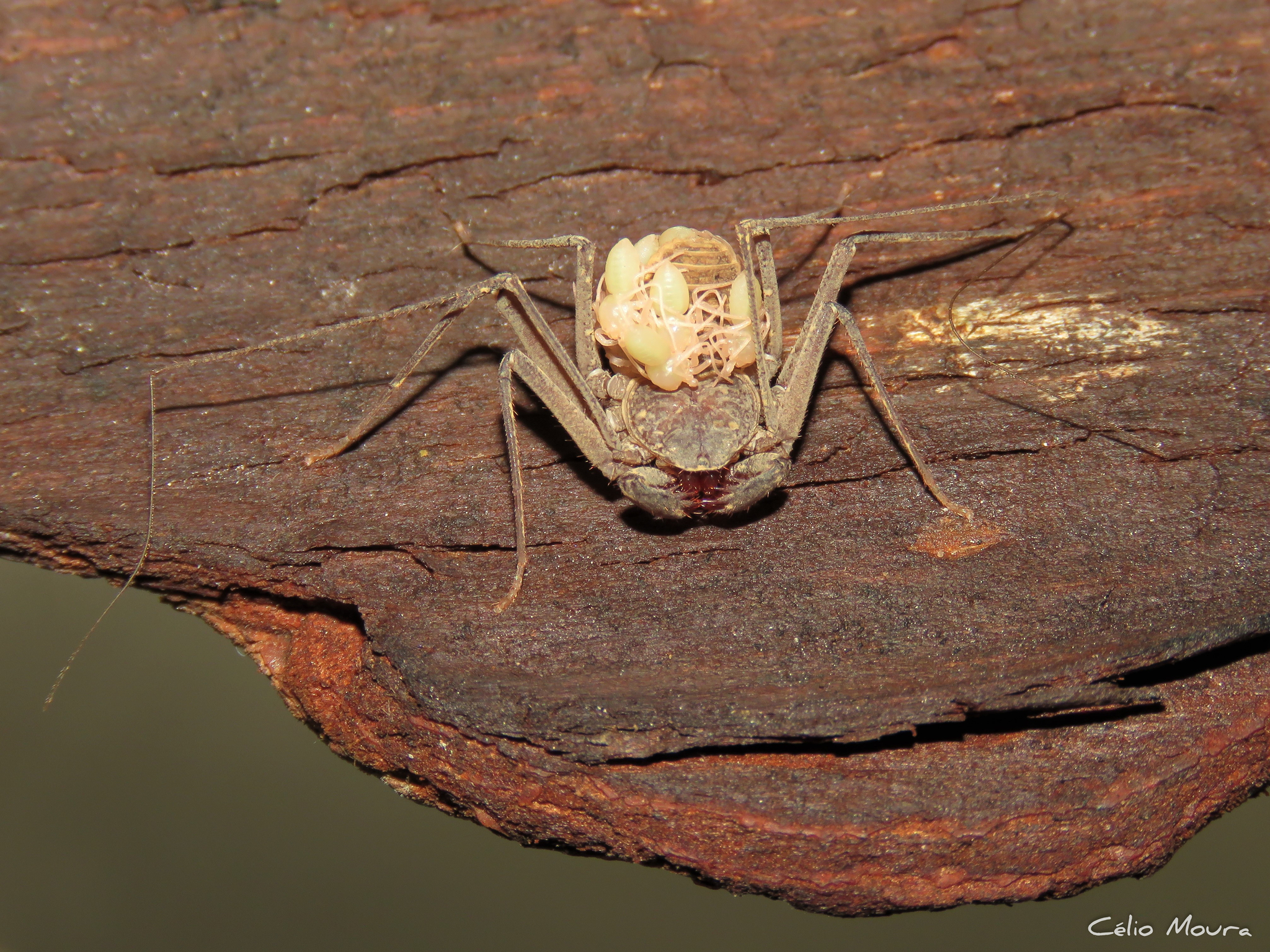 Charinus cearensis Miranda, Giupponi, Prendini & Scharff, 2021