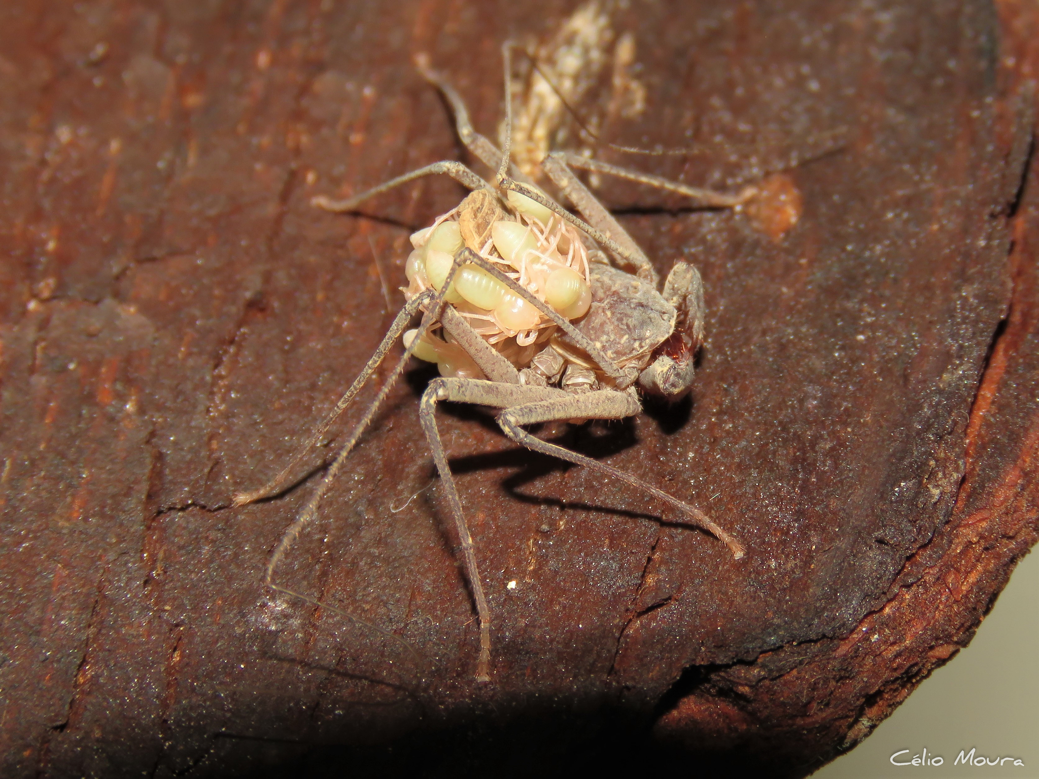 Charinus cearensis Miranda, Giupponi, Prendini & Scharff, 2021