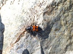 Nicrophorus marginatus