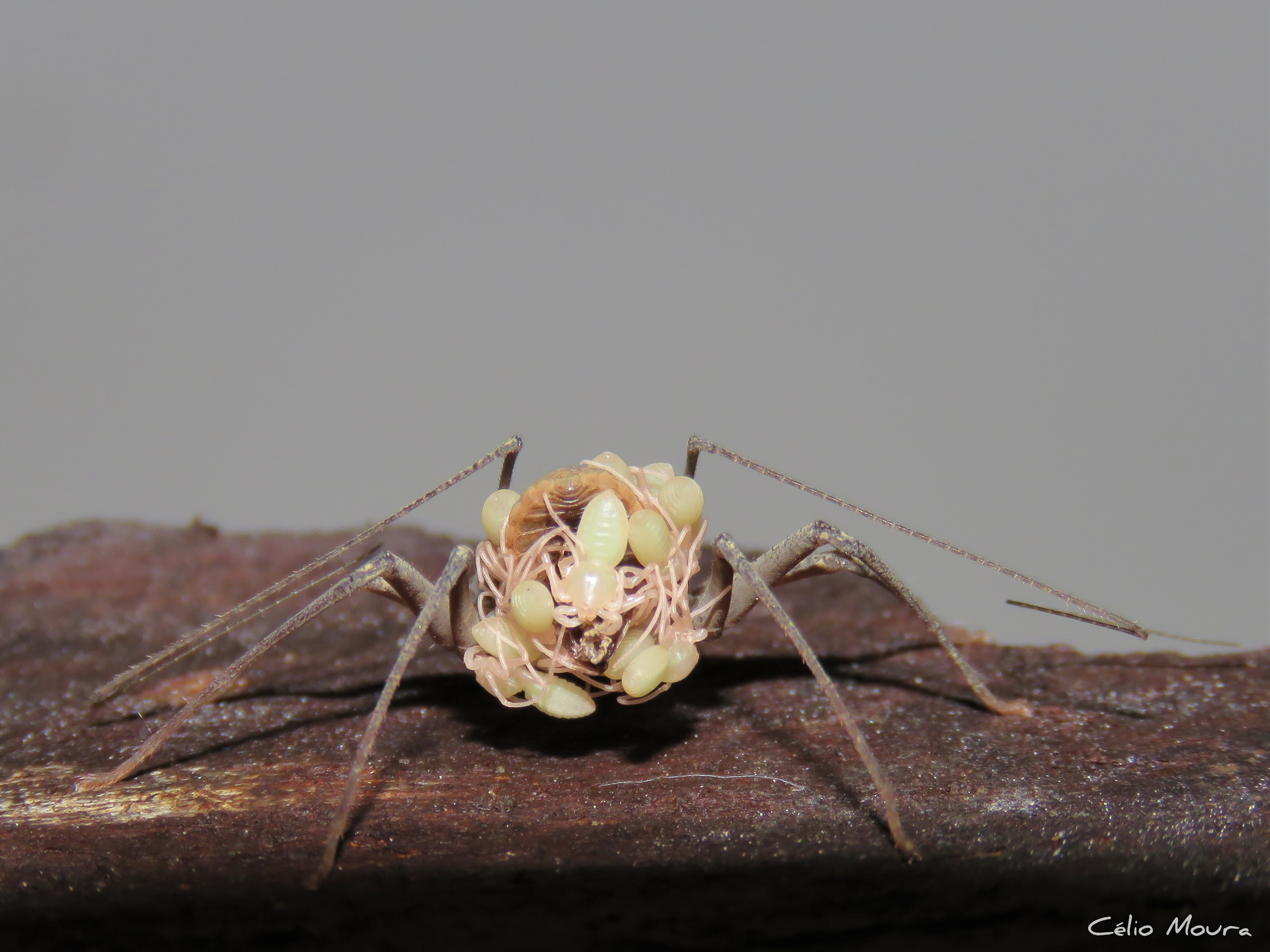 Charinus cearensis Miranda, Giupponi, Prendini & Scharff, 2021