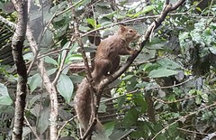 Sciurus aestuans ingrami