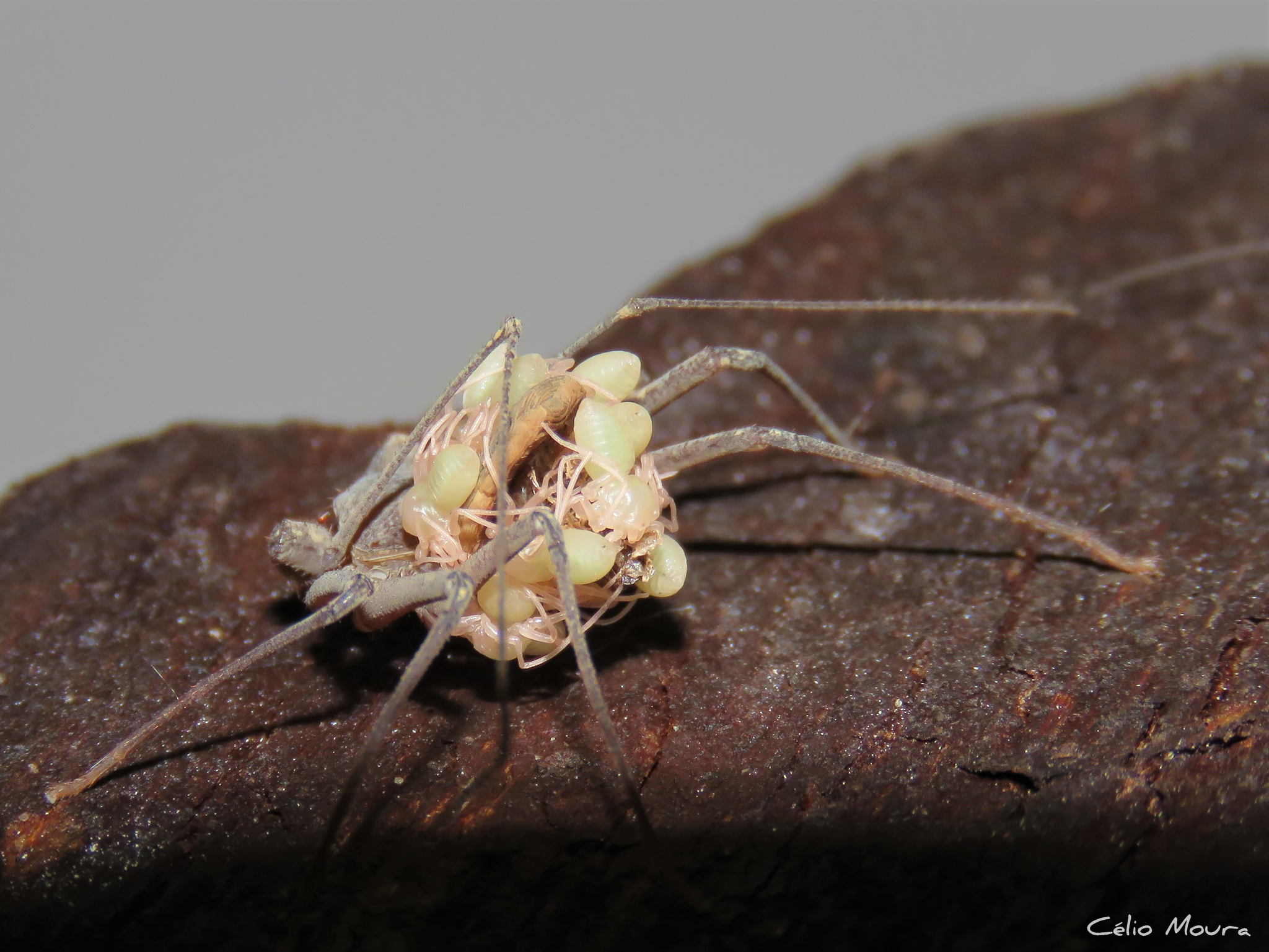 Charinus cearensis Miranda, Giupponi, Prendini & Scharff, 2021