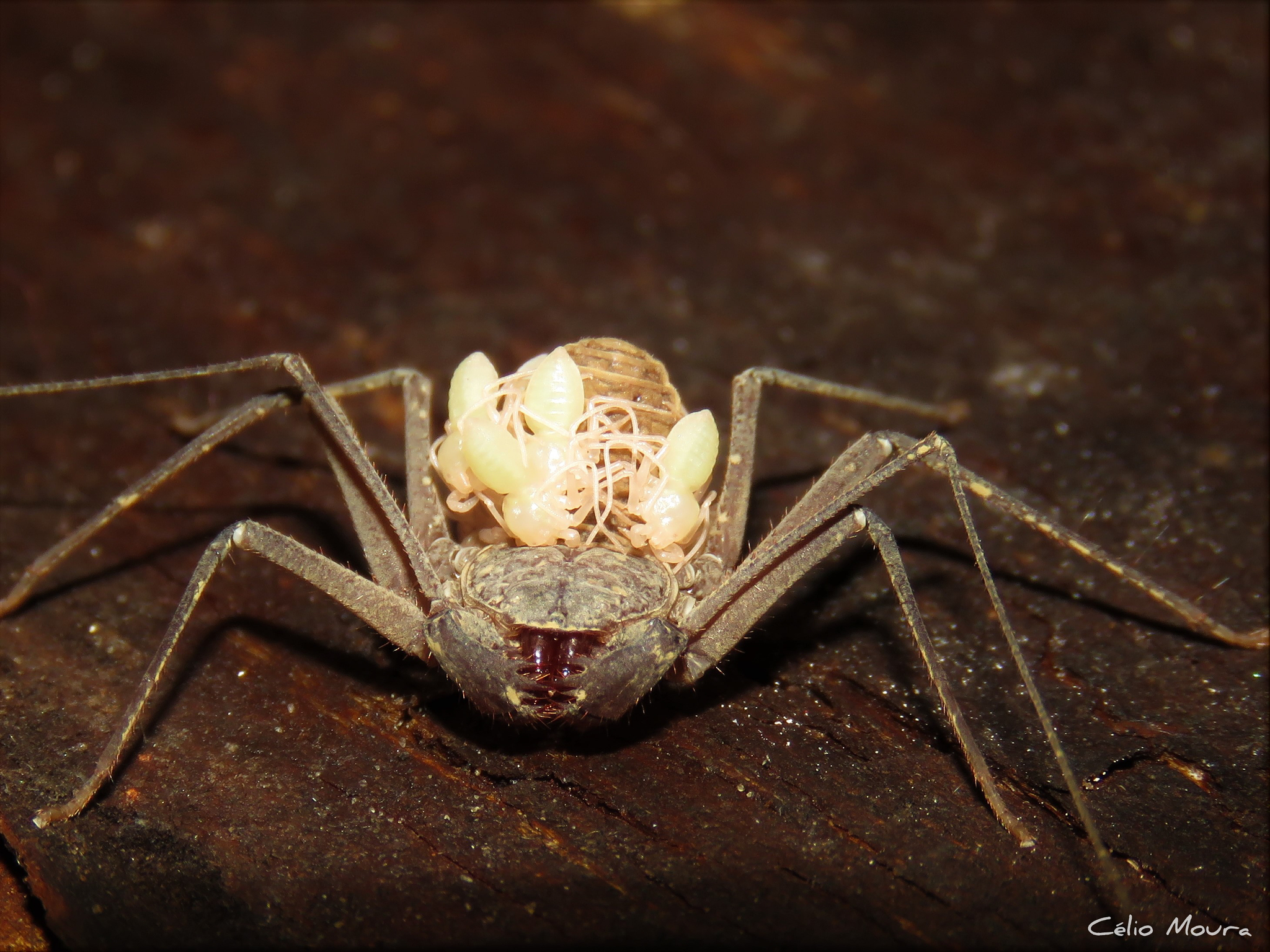 Charinus cearensis Miranda, Giupponi, Prendini & Scharff, 2021