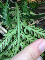 Asplenium appendiculatum maritimum
