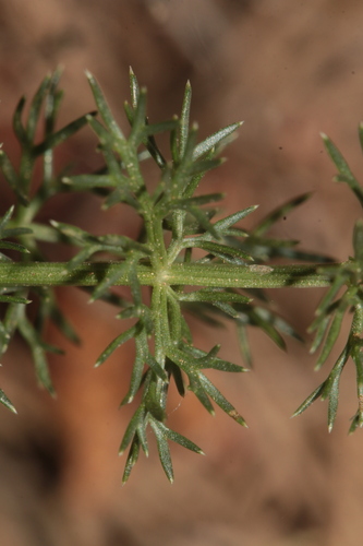 Thapsia thapsioides image