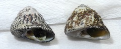 Tegula turbinata