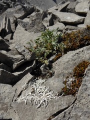 Thamnolia vermicularis vermicularis