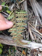 Polystichum oculatum