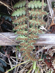 Polystichum oculatum