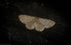 Idaea pilosata