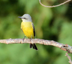 Tyrannus melancholicus