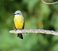 Tyrannus melancholicus