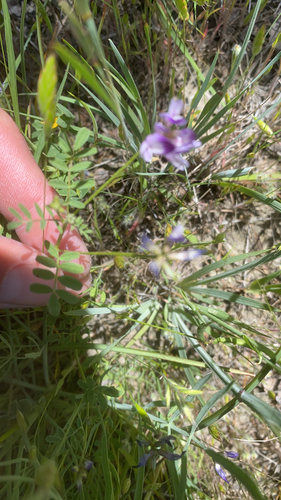 Image of Astragalus rattanii by (c) wonton_soup, some rights reserved (CC BY)