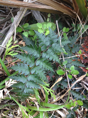 Polystichum oculatum