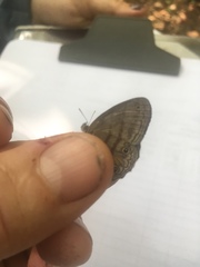 Cissia terrestris