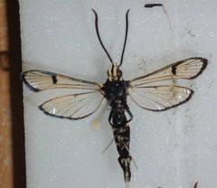 Synanthedon exitiosa