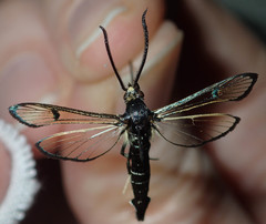 Synanthedon exitiosa