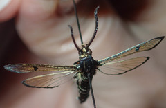 Synanthedon exitiosa