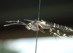 Synanthedon exitiosa