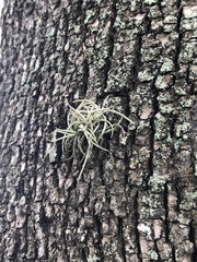 Tillandsia recurvata
