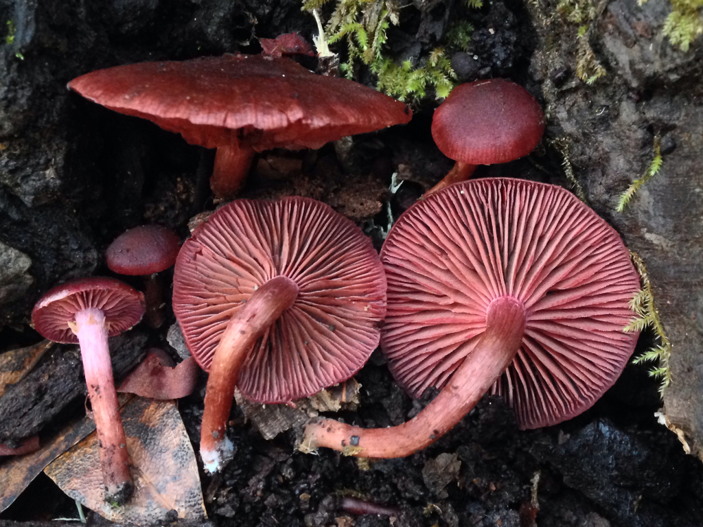 Tubaria sect. Confragosae