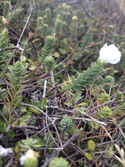 Linum monogynum monogynum