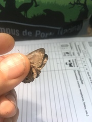 Cissia terrestris