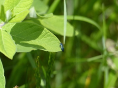 Agrilus cyanescens